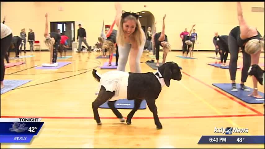 Halloween-themed Goat Yoga class fundraiser for at-risk local children