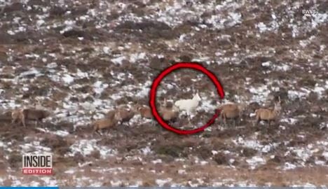 Hikers on bachelor party spot rare white deer among herd of 200