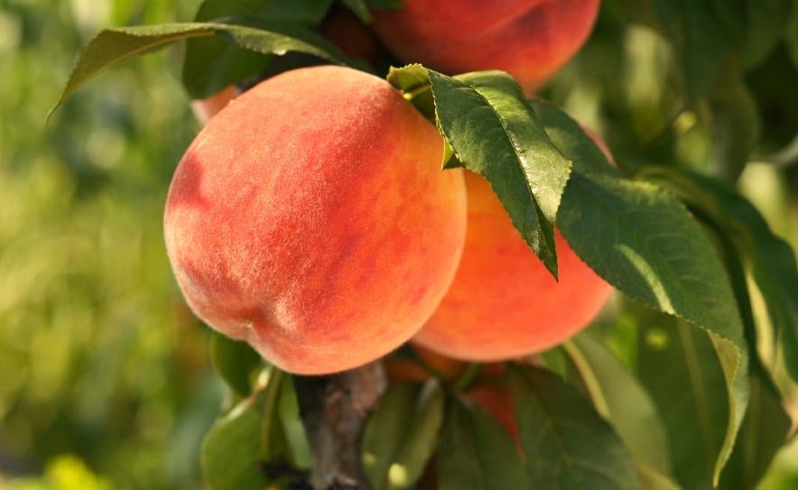 “It’s the best peach picking season in years,” Green Bluff growers boast