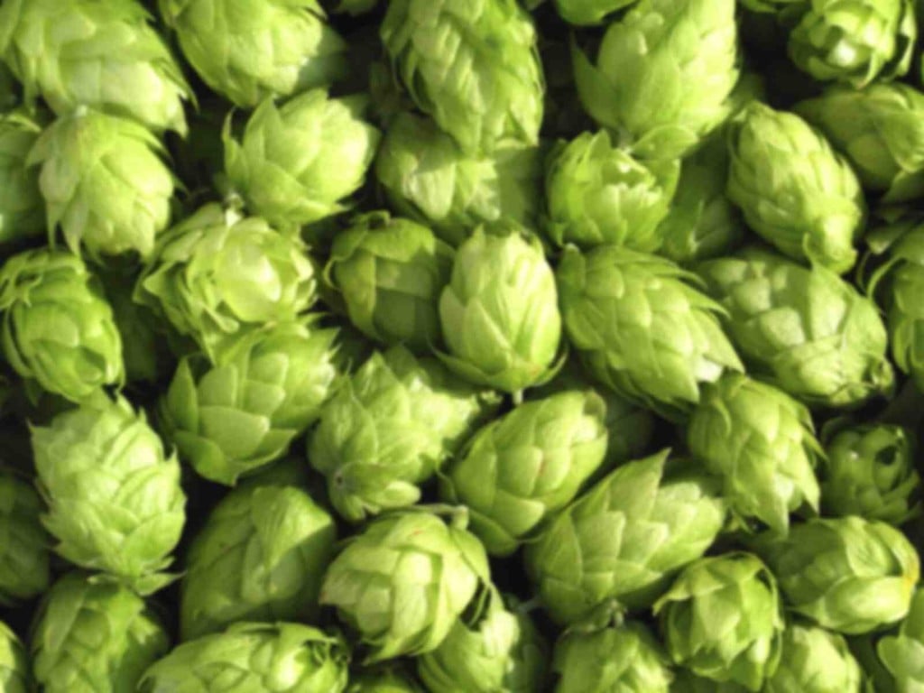 Lawmakers ask government to spend more on hops research