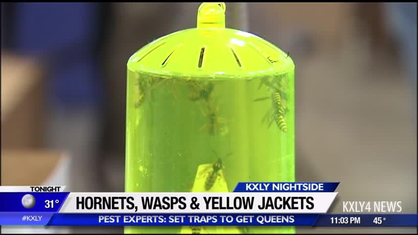 Hornets, wasps and yellow jackets: pest experts say now is the time to set traps