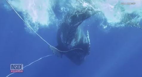 Rescue team rushes to free entangled humpback whale near Hawaii