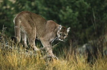 Cougar sighted near Central Valley School District