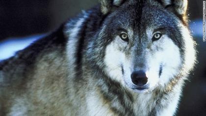 Social media threats cause WDFW to cancel state-wide wolf meetings