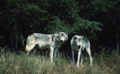 Newspaper: Killing of wolf pack leads to death threats