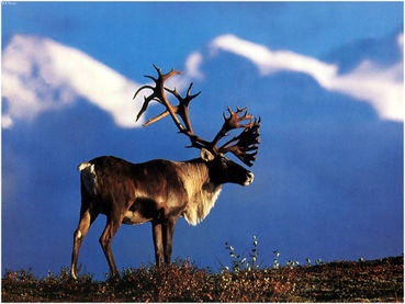 Woodland caribou population in danger