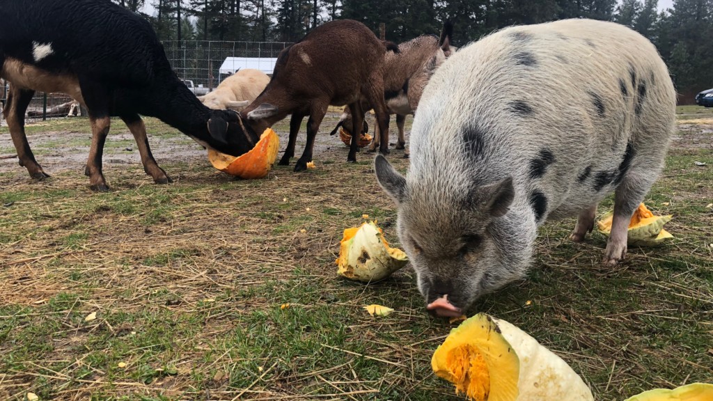 These animals in Green Bluff will gladly take your leftover pumpkins