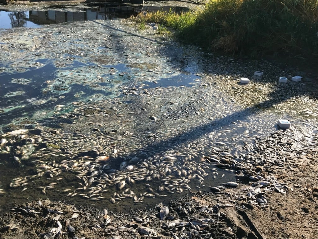 Thousands of fish rotting after West Medical Lake fish kill