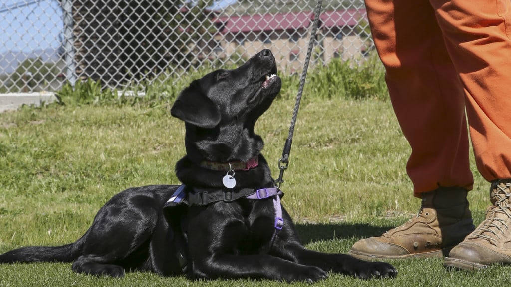 Both inmates and dogs thrive in the Pawsitive Dog Prison Training Program