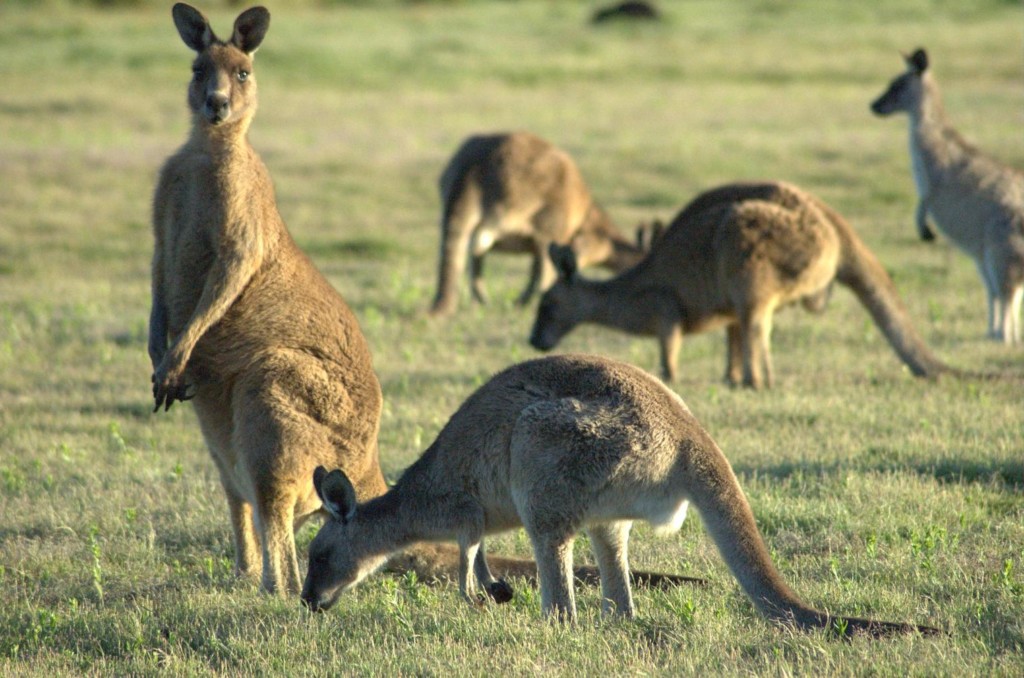 7 kangaroos temporarily removed from home after 1 escaped