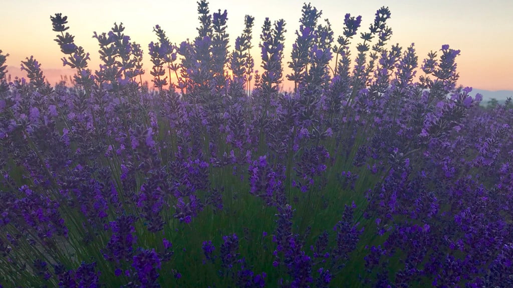 De-stress after the 4th of July holiday at Evening Light Lavender’s annual U-Pick Festival!