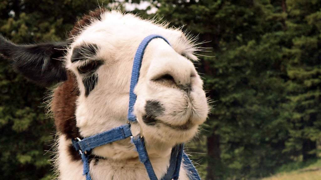 Llama has dental surgery to get at root cause of past escape
