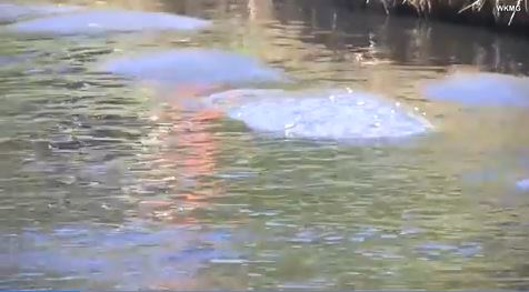 Manatees cuddle together to keep warm in frigid temperatures