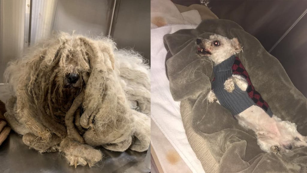 SCRAPS gives full makeover to dog covered in matted fur