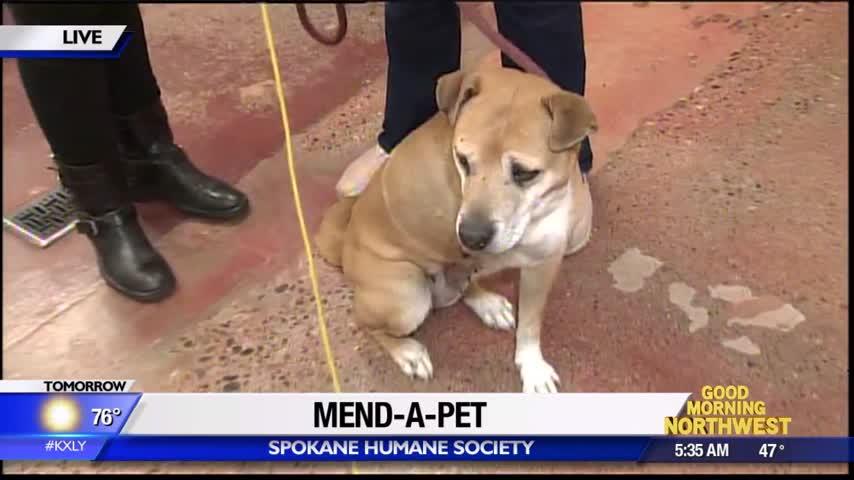 Mend-a-Pet directly helps injured and sick animals at Spokane Humane Society