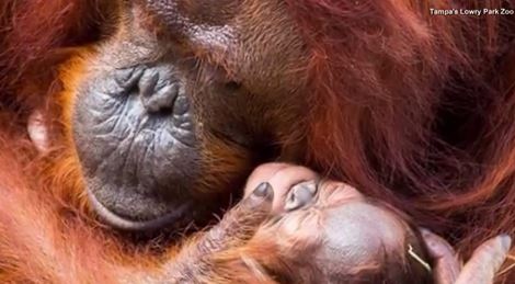 Mama orangutan can’t stop holding her newborn baby