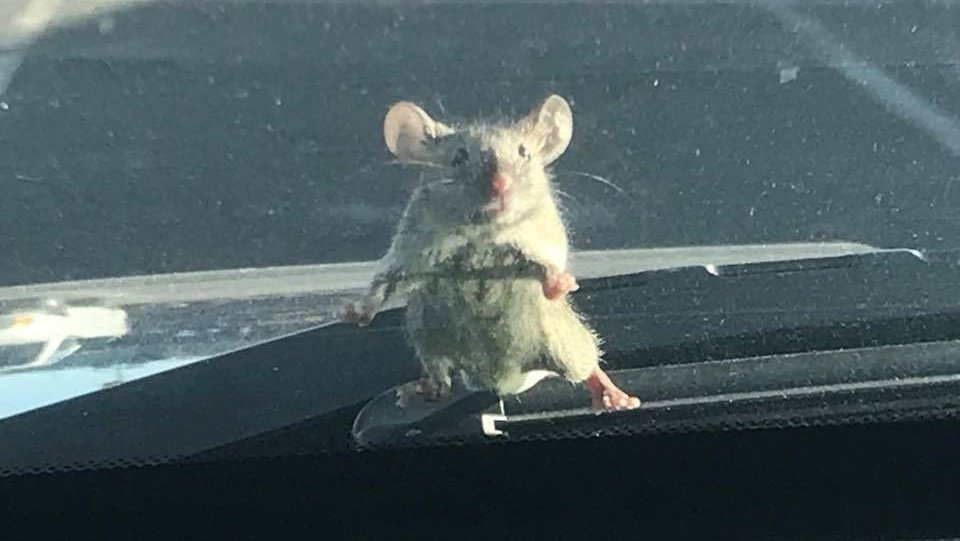 Mouse hitches ride on California Deputy’s windshield
