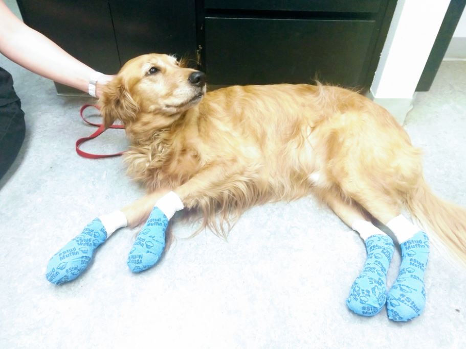 Dog burns his paw pads completely off on hot pavement, vets remind owners to remember your pets