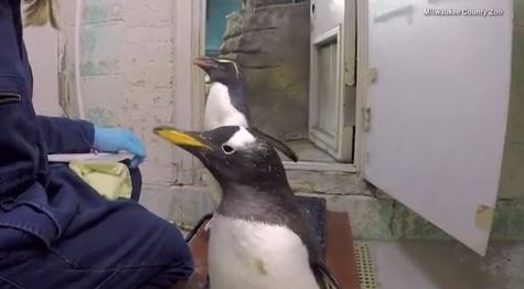 Adorable penguins eagerly hop on scales two at a time for tasty treats