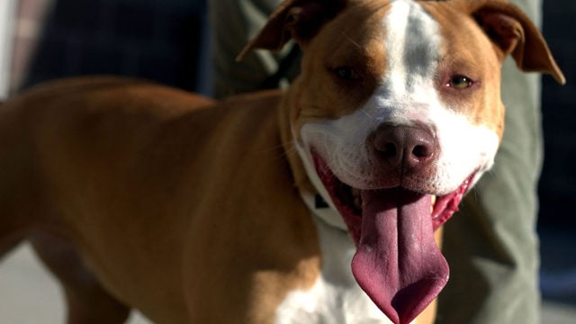Owning a pit bull in Yakima is legal for the first time since 1987