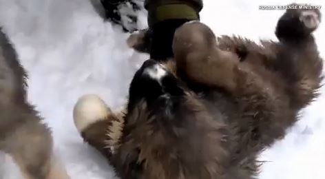 Russian army develops its latest weapon: Puppies