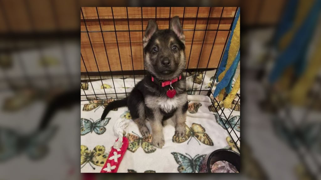 Washington county animal rescue creates bucket list for dying puppy