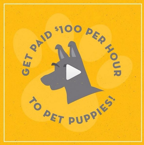 Get paid $100 an hour to pet puppies