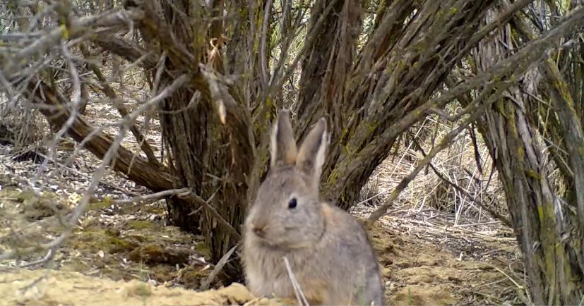 WDFW biologists to use drones to aid conservation efforts of endangered pygmy rabbits this winter