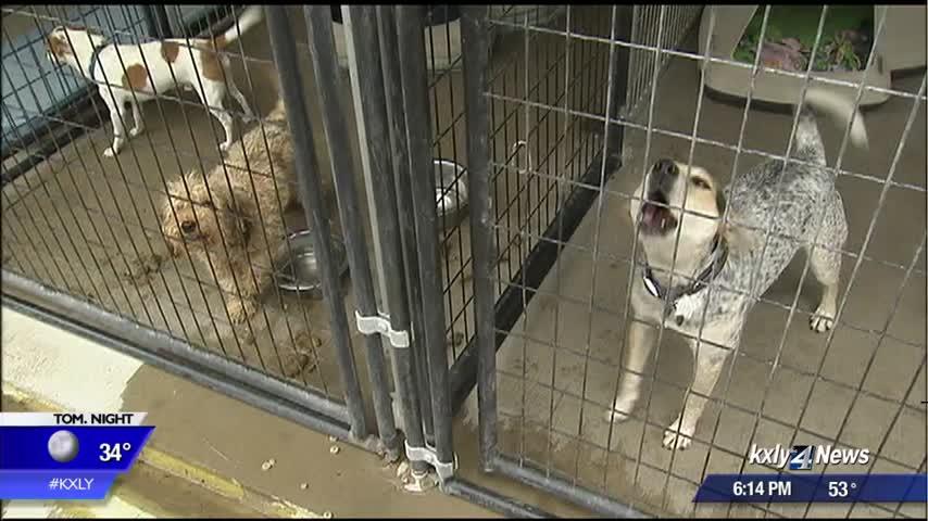 Residents threaten to shoot stray dogs if shelter can’t take them, pet rescue says