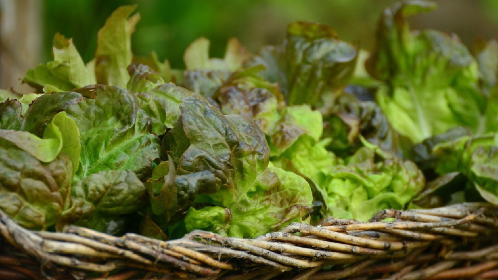 CDC warns of romaine lettuce E. coli contamination