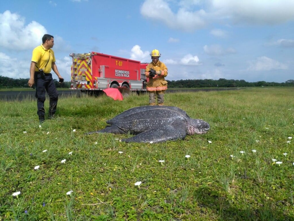 Leatherback turtle rescued from Costa Rica runway