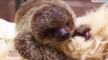Why are sloths so popular these days?