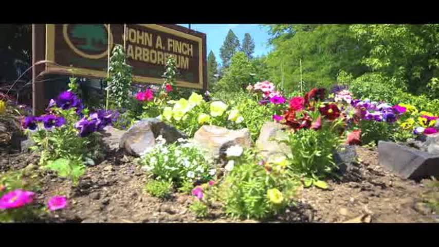 Celebrate Arbor Day with free activities at Spokane’s Finch Arboretum