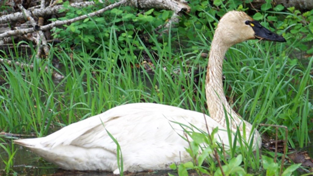 Tundra swans dying in Idaho, mine waste to blame