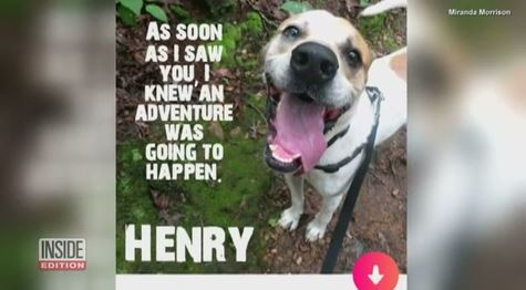 Shelter dog gets a Tinder profile in hopes of finding him a home