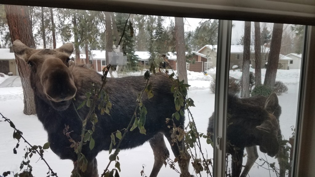Idaho Fish and Game experiencing increase in calls for moose in residential areas as snow melts