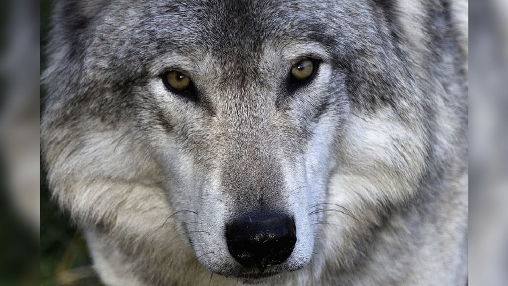 Wolf pack kills a cow in Eastern WA