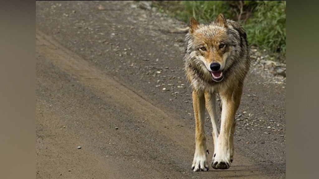 State will kill remaining 2 wolves of pack killing cattle