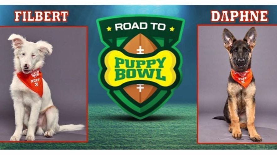 Two dogs from Double J Dog Ranch will be in the Puppy Bowl.