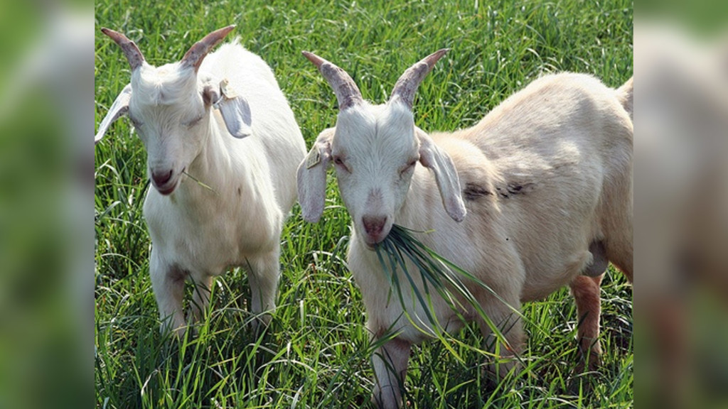 Goats grazing in a field.