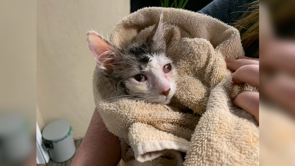 sick kitty found in woman's home