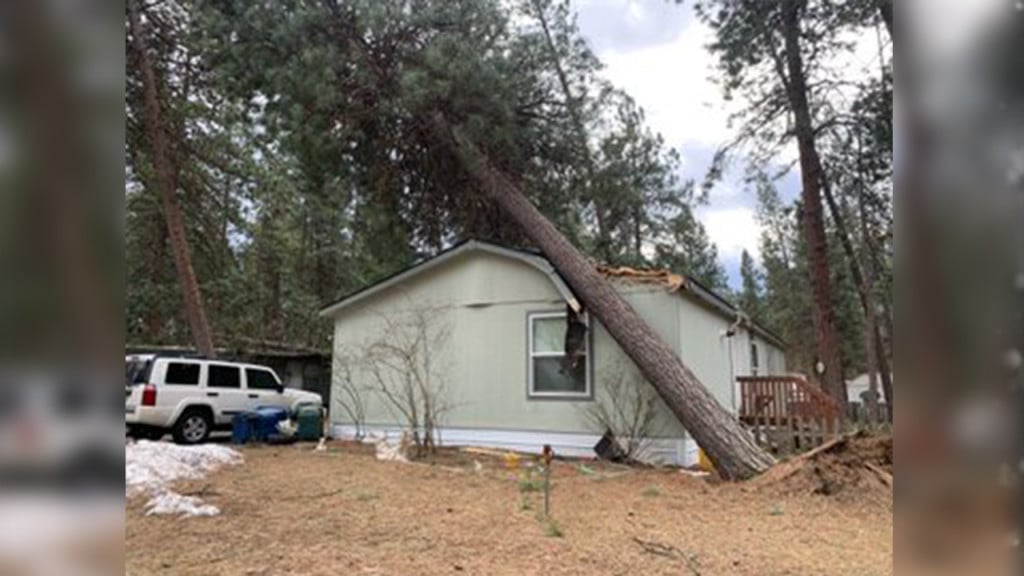 trees fall on mobile home park