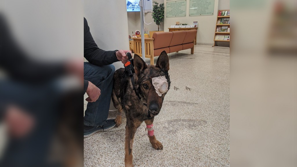 K9 Chief was shot in the eye during a pursuit