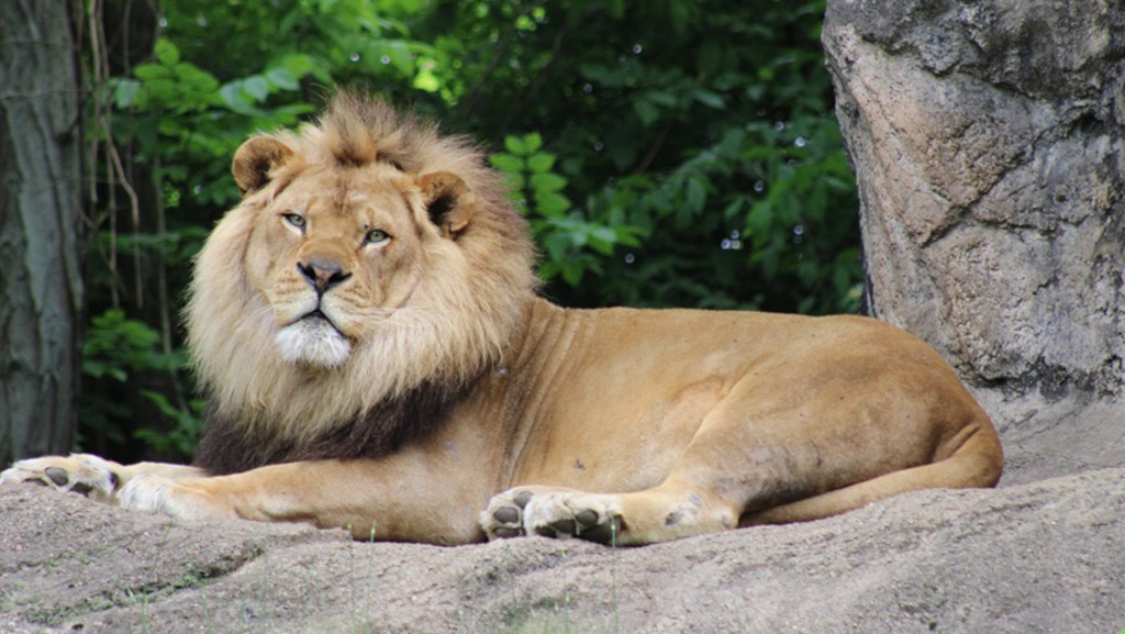 Pittsburgh Zoo’s beloved 10-year-old lion dies