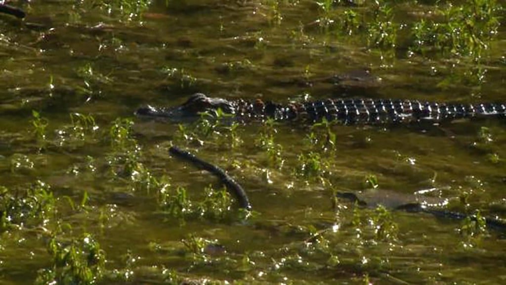 Alligator pulled from pond behind Michigan junior high school
