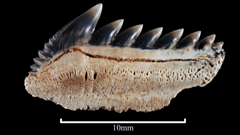 Man stumbles upon rare 25-million-year-old shark teeth