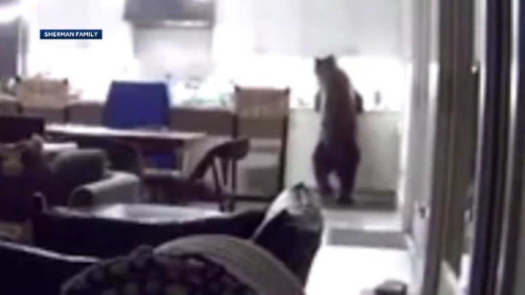 Bear breaks into house, raids fridge as teens watch