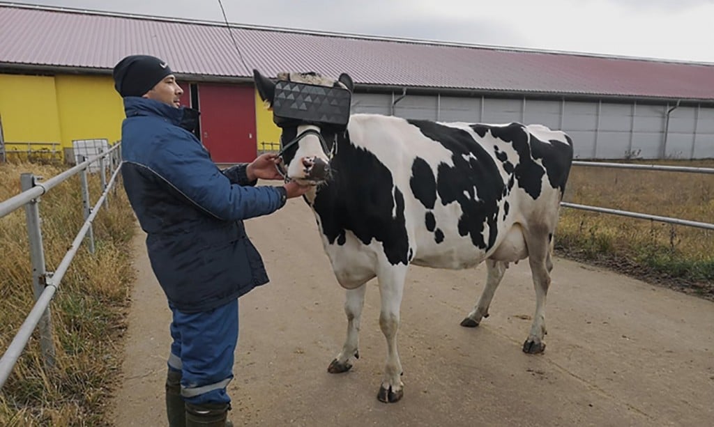 Russian dairy farmers gave cows VR goggles
