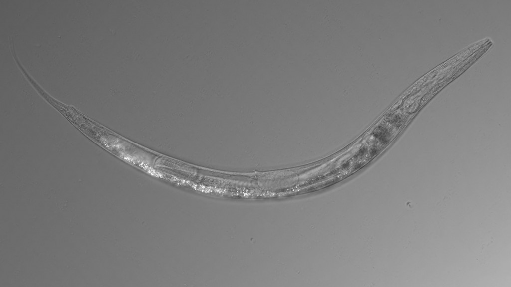 Scientists discover worm that has 3 sexes