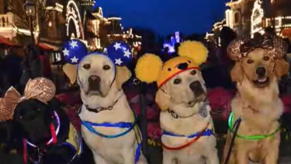 Service dogs train at Disneyland